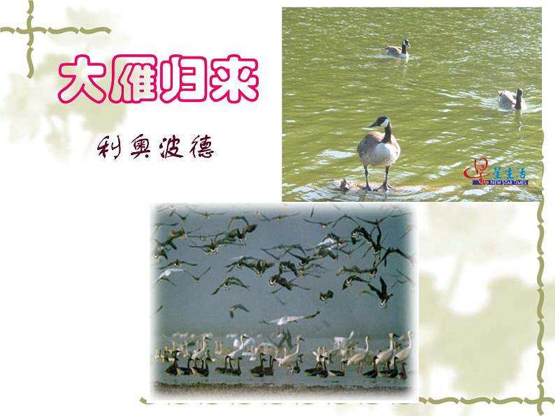 人教部编版语文八年级下册7课《大雁归来》ppt课件（2）第1页