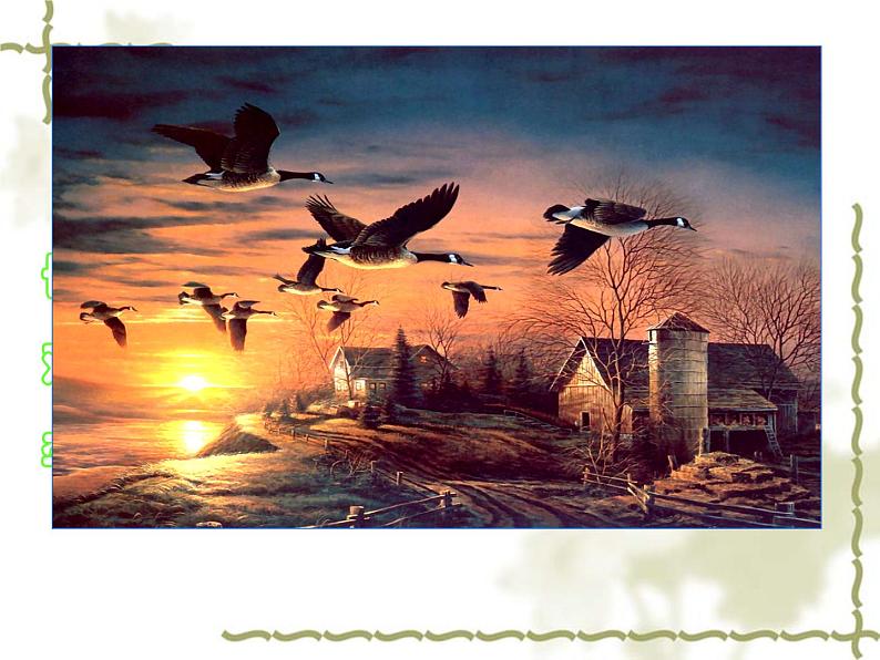 人教部编版语文八年级下册7课《大雁归来》ppt课件（2）第4页