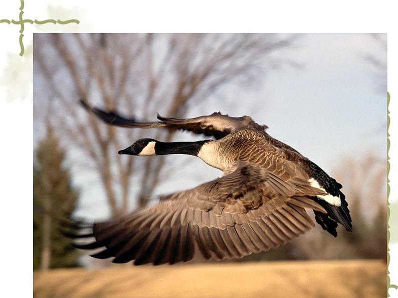 人教部编版语文八年级下册7课《大雁归来》ppt课件（2）第7页