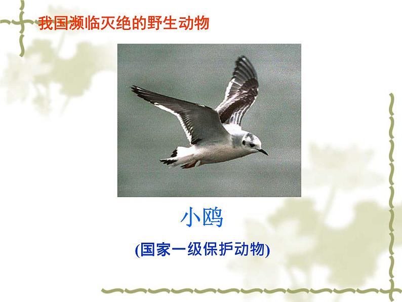 人教部编版语文八年级下册7课《大雁归来》ppt课件（2）第8页