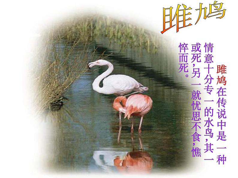 人教部编版语文八年级下册12诗经两首《关雎》《蒹葭》ppt课件（44页）第5页