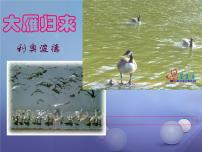 语文八年级下册7*大雁归来教学演示课件ppt
