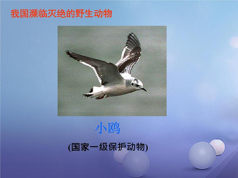 人教部编版语文八年级下册7《大雁归来》ppt优选课件第8页