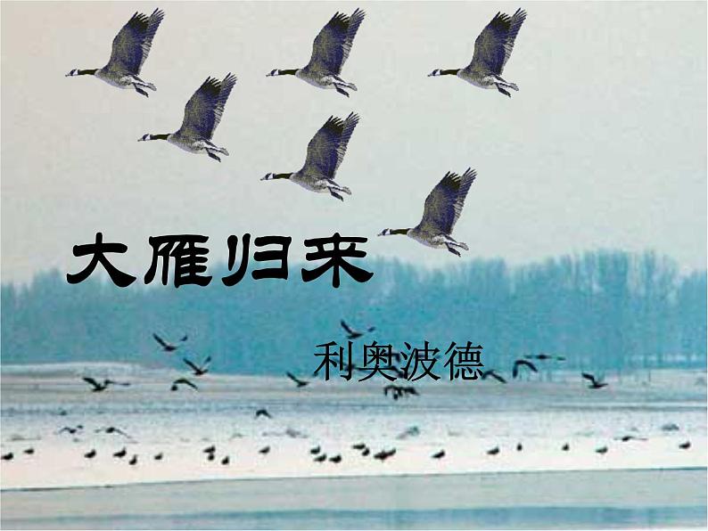 人教部编版语文八年级下册7《大雁归来》ppt课件03