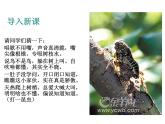 人教部编语文八年级上 19.蝉 （共24张PPT） 课件