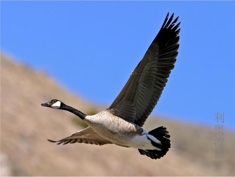 7.《大雁归来》课件(共32张PPT)01