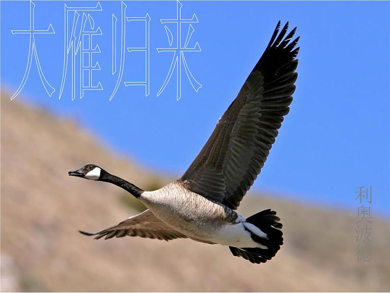7.《大雁归来》课件(共32张PPT)03
