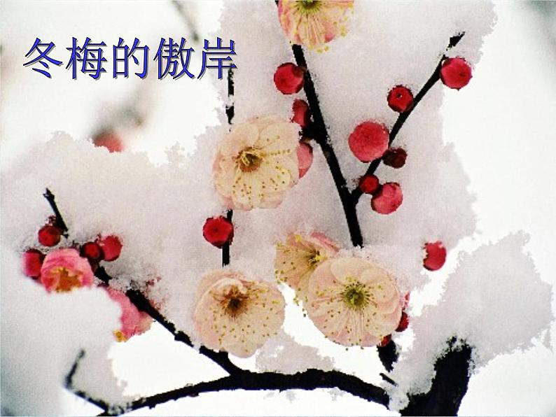 5课《大自然的语言》优秀课件（78张）第7页