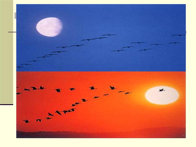 7课《大雁归来》优秀课件（45张）05