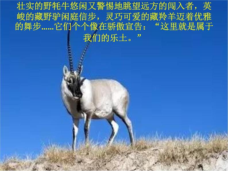 18课《在长江源头格拉丹东》PPT课件(共44张PPT)07