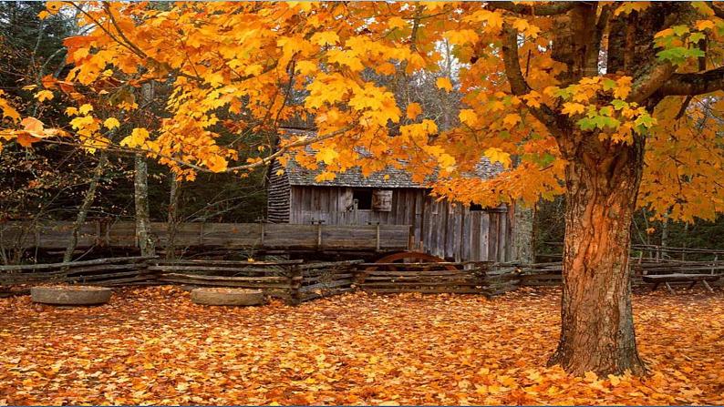 部编版 八年级下册语文 5 《大自然的语言》 课件+教案+练习+学案+素材05