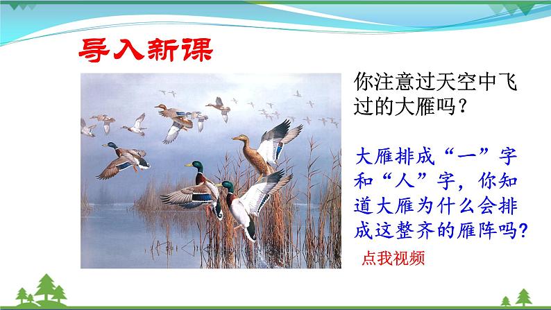 部编版 八年级下册语文 7《 大雁归来》 课件+教案+练习+学案+素材02