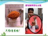 部编版 八年级下册语文 11《核舟记》 课件+教案+练习+学案+素材