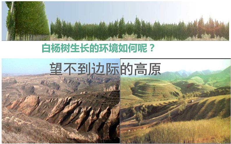 人教部编版八年级上册语文《白杨礼赞》课件06
