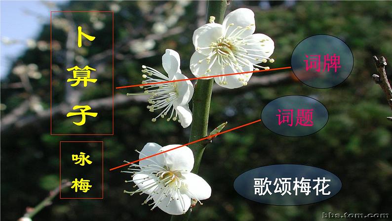 人教版八年级下册第六单元课外古诗词《咏梅》 课件03