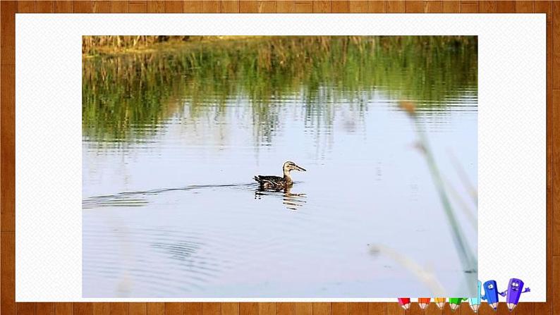 部编版七年级语文上册《动物笑谈》PPT精品课件第4页