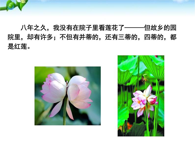 部编版七年级语文上册《荷叶·母亲》PPT优秀课件 (2)第6页