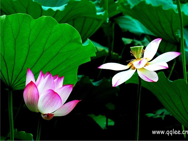 部编版七年级语文上册《荷叶·母亲》PPT优秀课件 (3)08