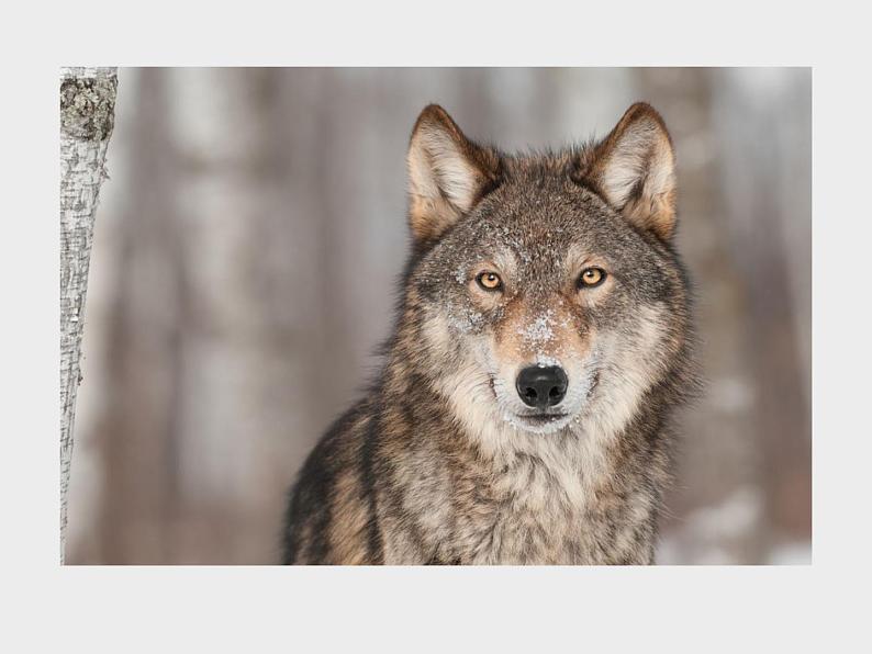 部编版七年级语文上册《狼》PPT课文课件 (5)02