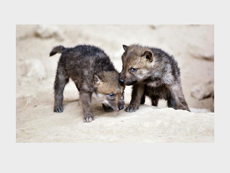 部编版七年级语文上册《狼》PPT课文课件 (5)03