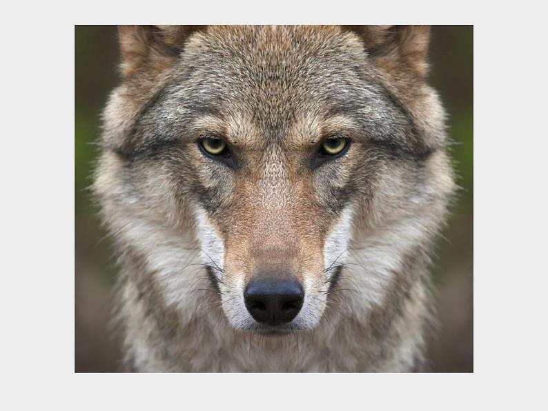 部编版七年级语文上册《狼》PPT课文课件 (5)04