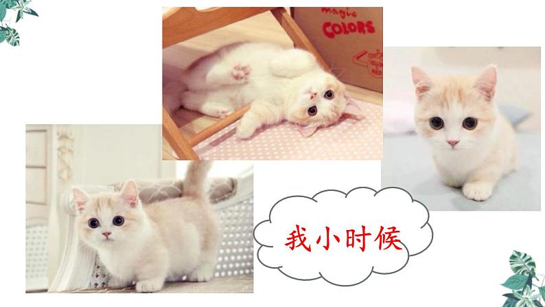 部编版七年级语文上册《猫》PPT教学课件 (2)03