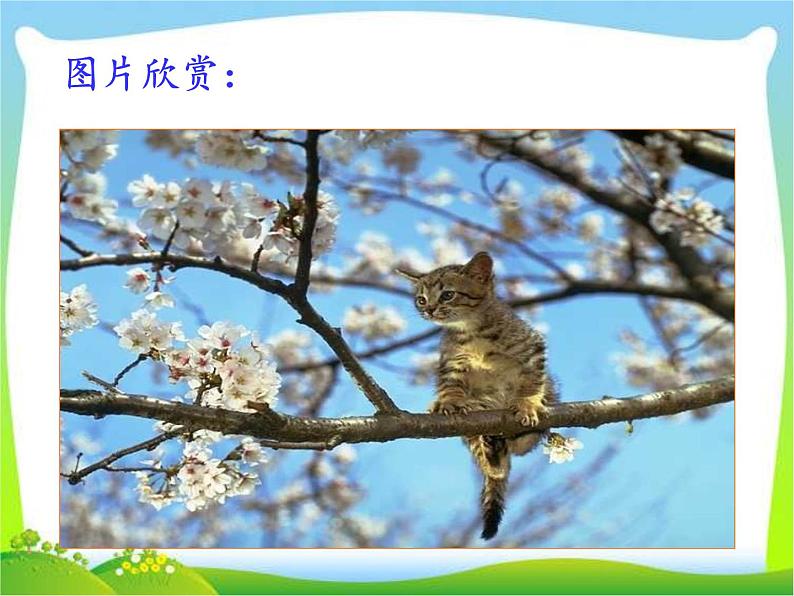 第十七课--猫第8页