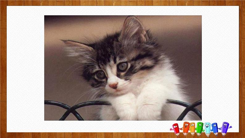 部编版七年级语文上册《猫》PPT教学课件 (8)04