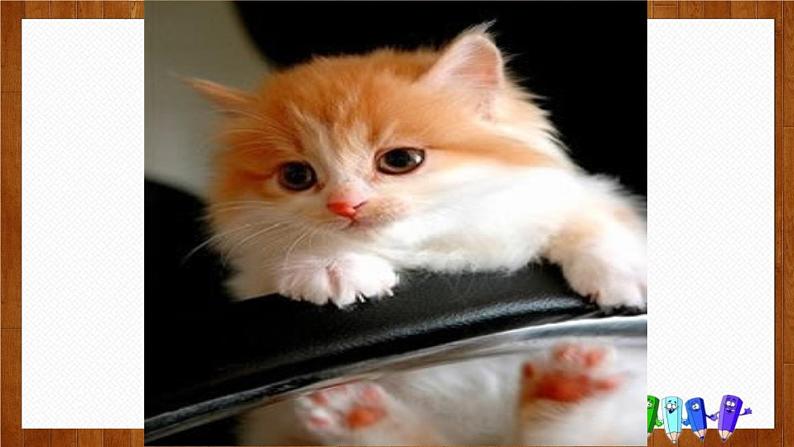 部编版七年级语文上册《猫》PPT教学课件 (8)05