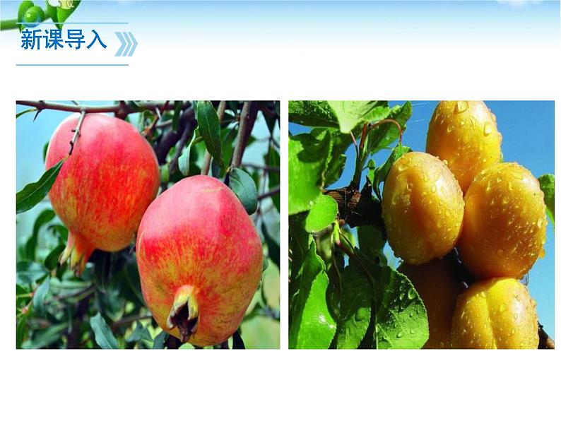 部编版七年级语文上册《秋天的怀念》PPT课文课件 (16)03