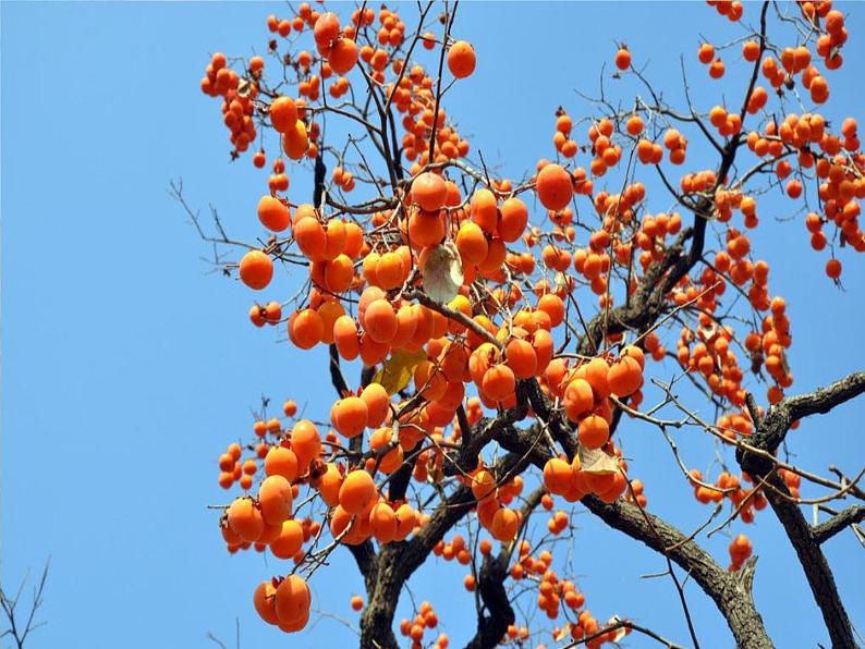 部编版七年级语文上册《秋天的怀念》PPT课文课件 (16)04