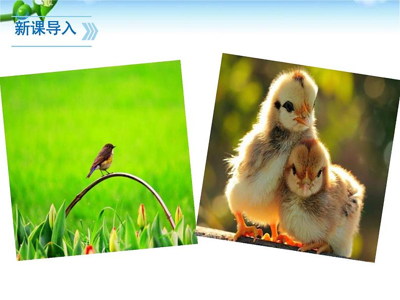 人教版语文七年级上册《鸟》PPT精品课件 (1)03
