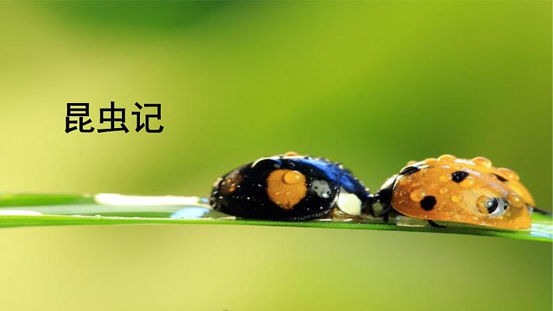 人教版语文八年级上册第五单元名著导读 《昆虫记》：科普作品的阅读课件+教案01
