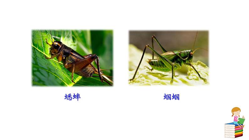 人教版语文八年级上册第五单元名著导读 《昆虫记》：科普作品的阅读课件+教案05