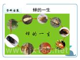 部编版八年级语文上册《蝉》PPT优秀课件 (9)