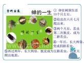 部编版八年级语文上册《蝉》PPT优秀课件 (9)