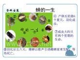 部编版八年级语文上册《蝉》PPT优秀课件 (9)