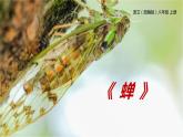 部编版八年级语文上册《蝉》PPT优秀课件 (2)