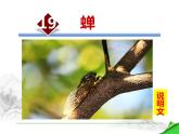 部编版八年级语文上册《蝉》PPT优秀课件 (7)