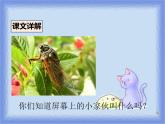 部编版八年级语文上册《蝉》PPT优秀课件 (8)