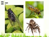 部编版八年级语文上册《蝉》PPT优秀课件 (4)