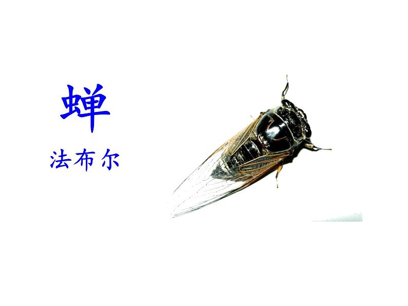 部编本八年级上语文第20课《蝉》课件（共56张PPT）03