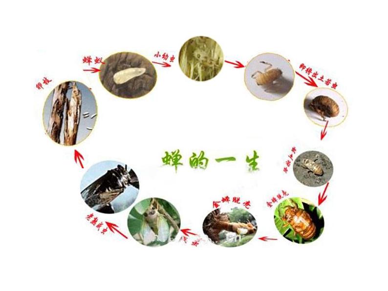 部编本八年级上语文第20课《蝉》课件（共56张PPT）07