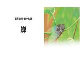 部编版八年级语文上册《蝉》PPT优秀课件 (6)