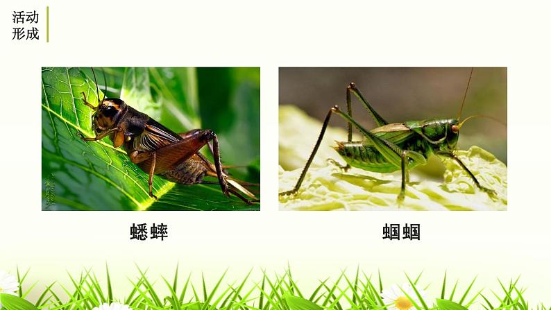 部编版八年级语文上册《昆虫记-》PPT (2)第3页