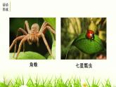 部编版八年级语文上册《昆虫记-》PPT (2)