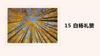 语文八年级上册14 白杨礼赞图文ppt课件
