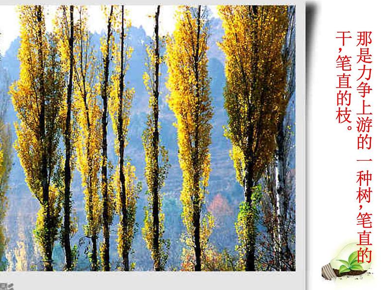 部编版语文八年级上册第1课《白杨礼赞》课件 (4)第5页