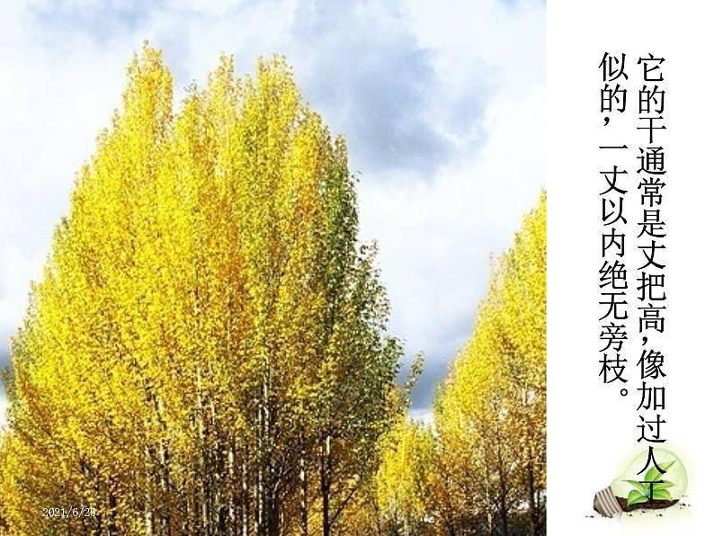 部编版语文八年级上册第1课《白杨礼赞》课件 (4)第6页