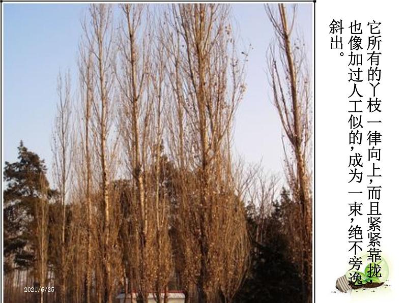 部编版语文八年级上册第1课《白杨礼赞》课件 (4)第7页